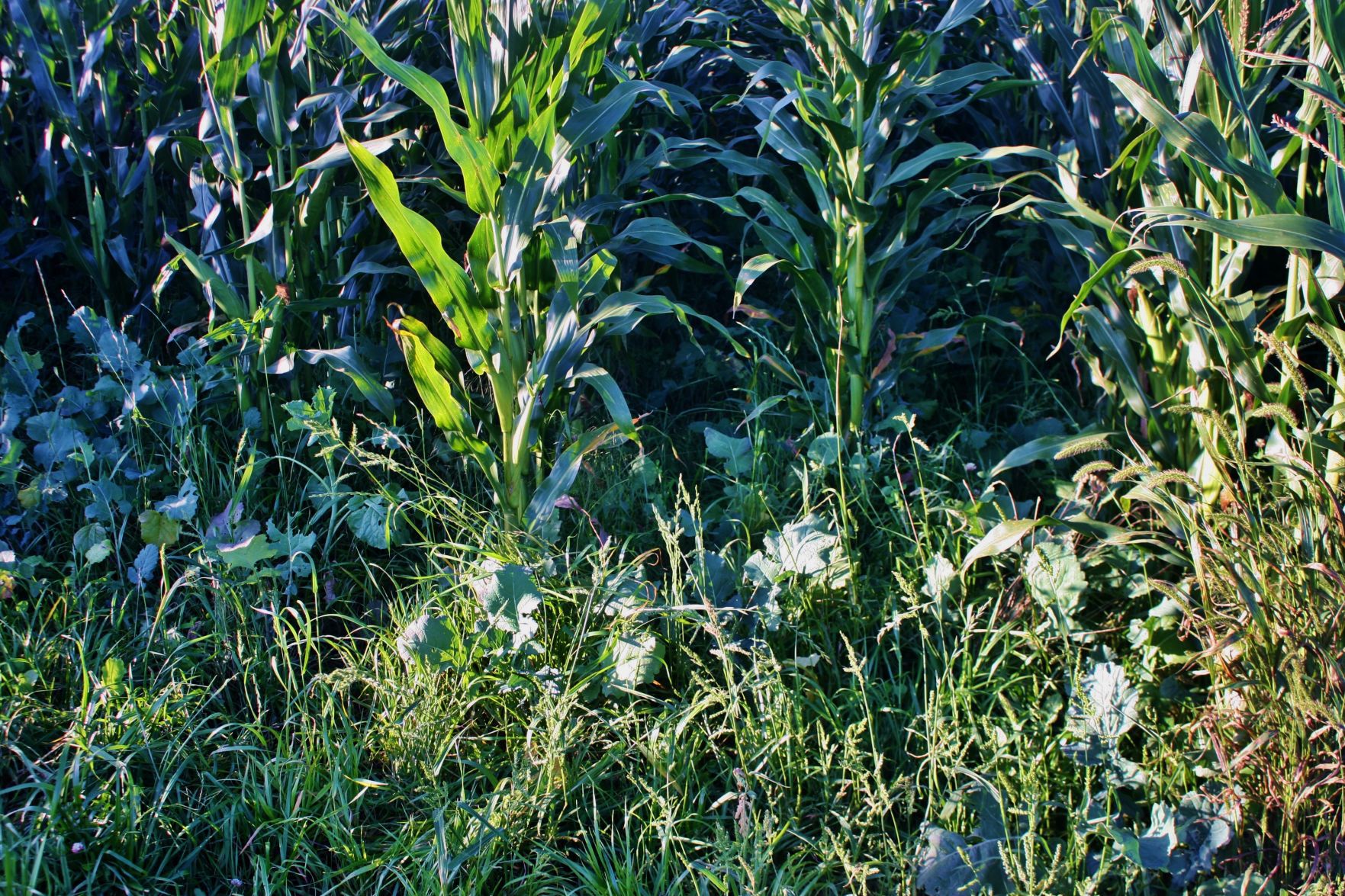 Corn grows in field